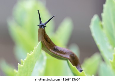 Uncommon wonderful and funny closeup of a Portuguese slug - arion lusitanicus - on a leaf