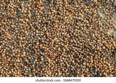 Uncooked Dried Chickpeas In Sunlight