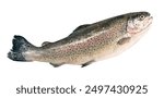 uncooked trout, isolated, close up