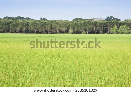 Uncultivated agricultural land for sale - Land plot management - Real estate concept with a wild vacant land available for building construction or agricultural use