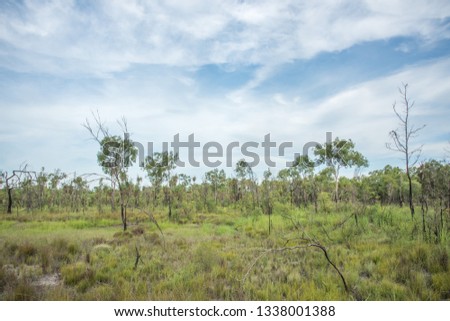 Uncultivated natural flora under a blue sky with clouds in the native bushland at Knuckeys Lagoon Conservation Reserve in the Northern Territory of Australia