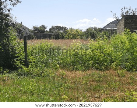 Uncultivated rural plot overgrown with tall dry wild grass and green weeds in the countryside.