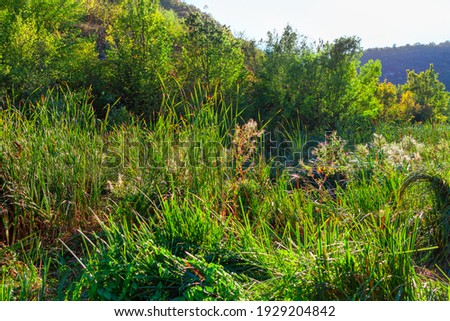 Uncultivated tropical plants . Green vegetation background 