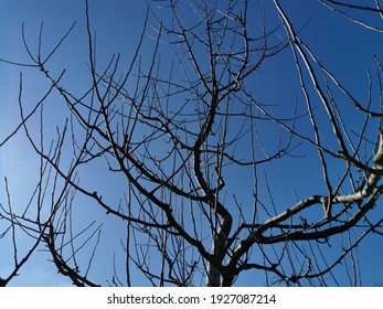 An Uncut Apple Tree With Long Water Shoots In Winter, Before The Fruit Tree Is Pruned.