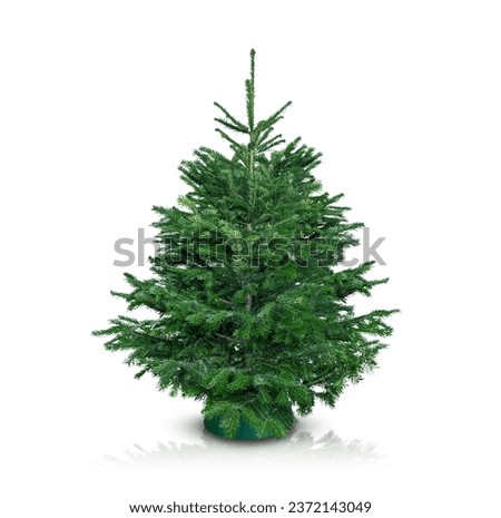 Undecorated pine tree on white background. New Year and Christmas spruce tree. 