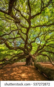 Under the Angel Oak Tree in South Carolina 