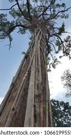 under big tree