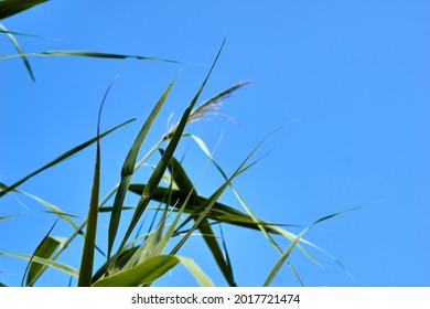 Under the blue autumn sky, green grasses fly. High quality photo