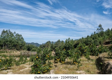 Under the blue sky and white clouds, the golden oranges in the orchard are ripe - Shutterstock ID 2104950641