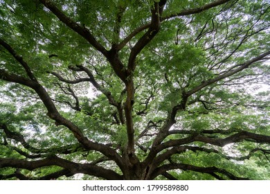 Under Branches Giant Monkey Pod 260nw 1799589880 