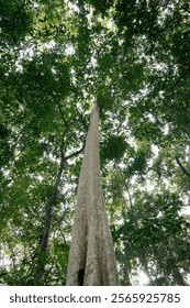 Under the canopy of the forest