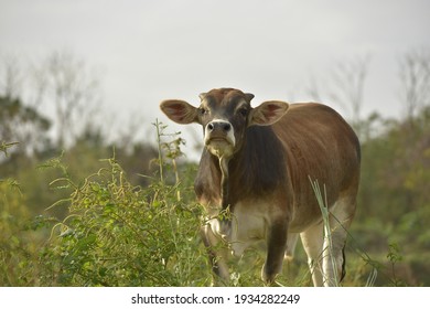 Under the clear sky, a cow on the grassland. At Taichung city, Taiwan.In December. 2020.