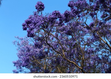Under a cloudless blue sky, a tree adorned with vibrant purple flowers paints a breathtaking portrait of nature's vivid beauty