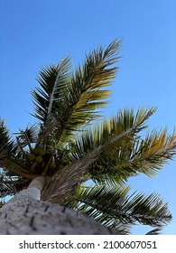 Under Coconut Tree With Blue Sky.