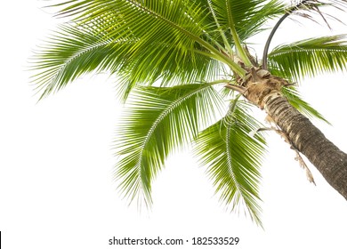 Under coconut tree on the white background.