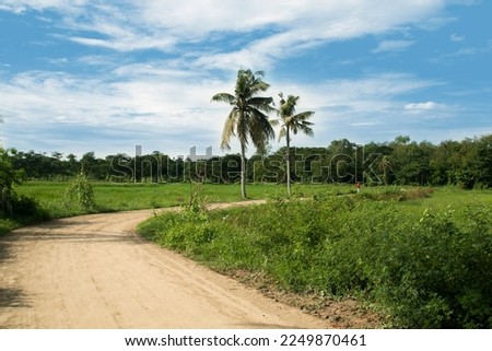 A under constriction brick road in a rural area of Chittagong. Morning scenery of a Bangladeshi village. coconut tree beside the mud pathway.