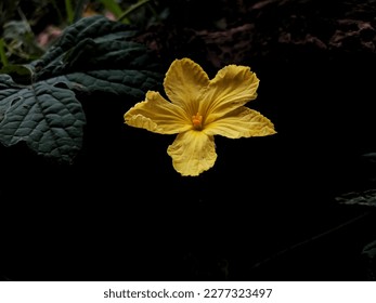 Under Exposed Light - Selective Focus of Bitter Gourd Flower with Dark Surrounding