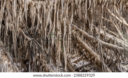 under false pineapple tree,watakeya tree, dry leaves