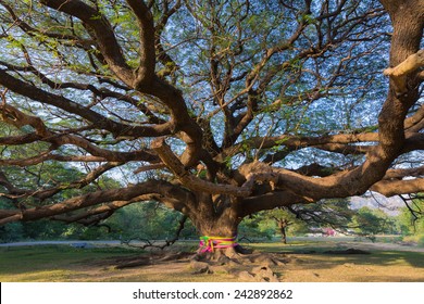 Under The Giant Tree