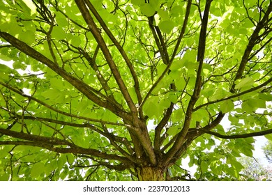 Under green tree against sunlight in forest - Shutterstock ID 2237012013