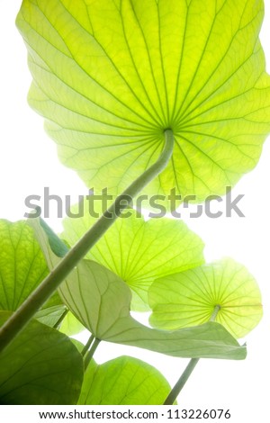 Under the leave of lotus