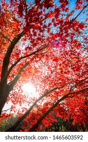 Under The Maple Tree With Sun Shining.