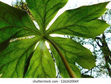 Under A Mayapple