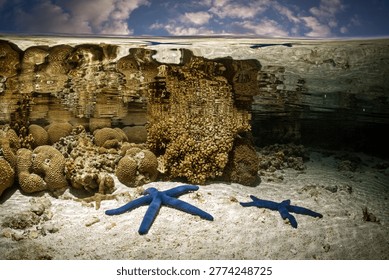 Under over split shot of beautiful Blue Linckia Sea Starfish nestled in shallow tropical reef lagoon. Photographed at dawn on Lady Elliot Island on the Great Barrier Reef, Queensland Australia.