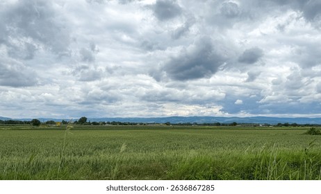 Under an overcast tapestry of tempestuous clouds, the undulating emerald fields whisper rural symphonies, invoking Lammas harvest musings
