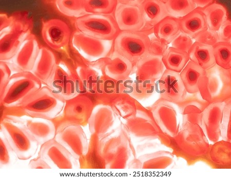 Under a powerful microscope, countless red cells come to life, showcasing vivid patterns and organic shapes that illustrate the complexity of life at a microscopic level.