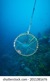 Under The Sea, Fish Trap