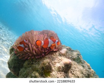 Under the Sea with Nemo