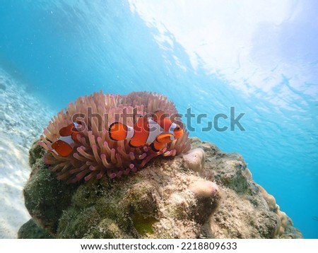 Under the Sea with Nemo