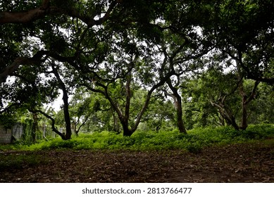 Under several mango trees with dense leaves almost blocking the sunlight, giving eerie vibes