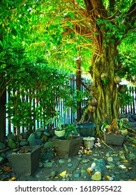 Under The Shade Of The Balete Tree