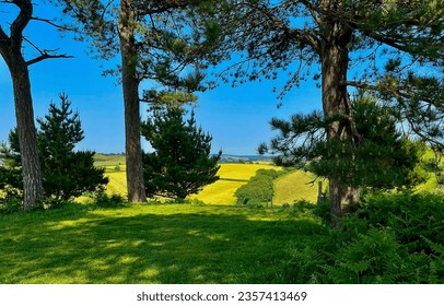Under the shade of trees in the summer forest. Summertime countryside scene. Rural scene in summertime. Countryside nature in summer - Shutterstock ID 2357413469