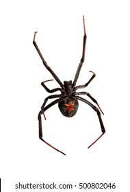 Under Side Of Black Widow Spider / Red Back Spider Isolated On White Background Deep Focus