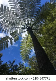 Under A Silver Fern Palm Tree With Blue Sky In Background In NZ