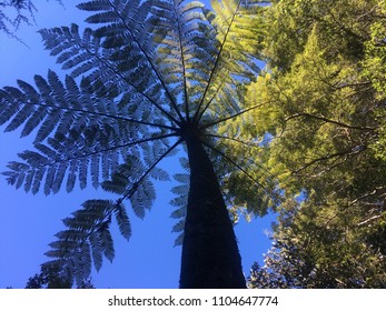 Under A Silver Fern Palm Tree With Blue Sky In Background In NZ