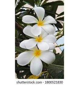 Under The Sky Three Close Friends Of Frangipani Flower