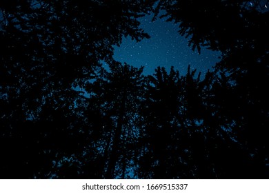 Under The Stars In The Forest