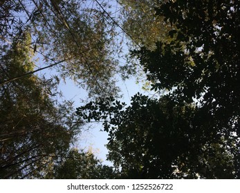 under the tree