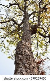 Under the tree