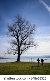 Under the Tree