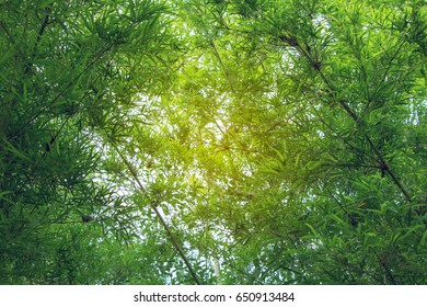 Under a tree, looking up to the sky,Abstract background texture,green and save nature concept.
