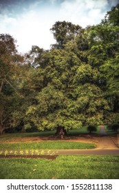 Under the tree in park