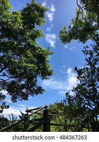 Under the trees looking up the blue sky.  with stair handrail.