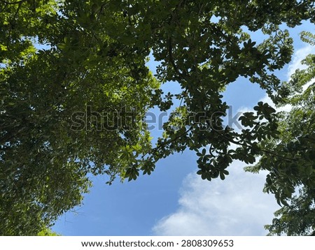 Under the Trees and the Sky: A Skyscape