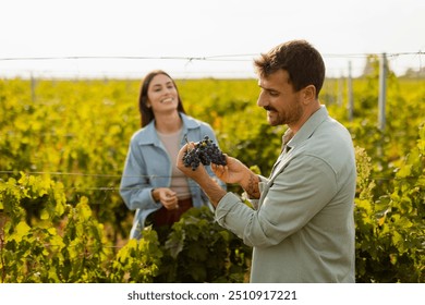 Under the warm afternoon sun, a couple strolls through a vineyard, joyfully sharing a moment as they admire a bunch of freshly picked grapes together in a peaceful landscape - Powered by Shutterstock