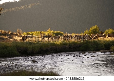 Under the watchful eye of the sinking sun, the elk find solace by the river, their peaceful presence a testament to the wild's undisturbed beauty.